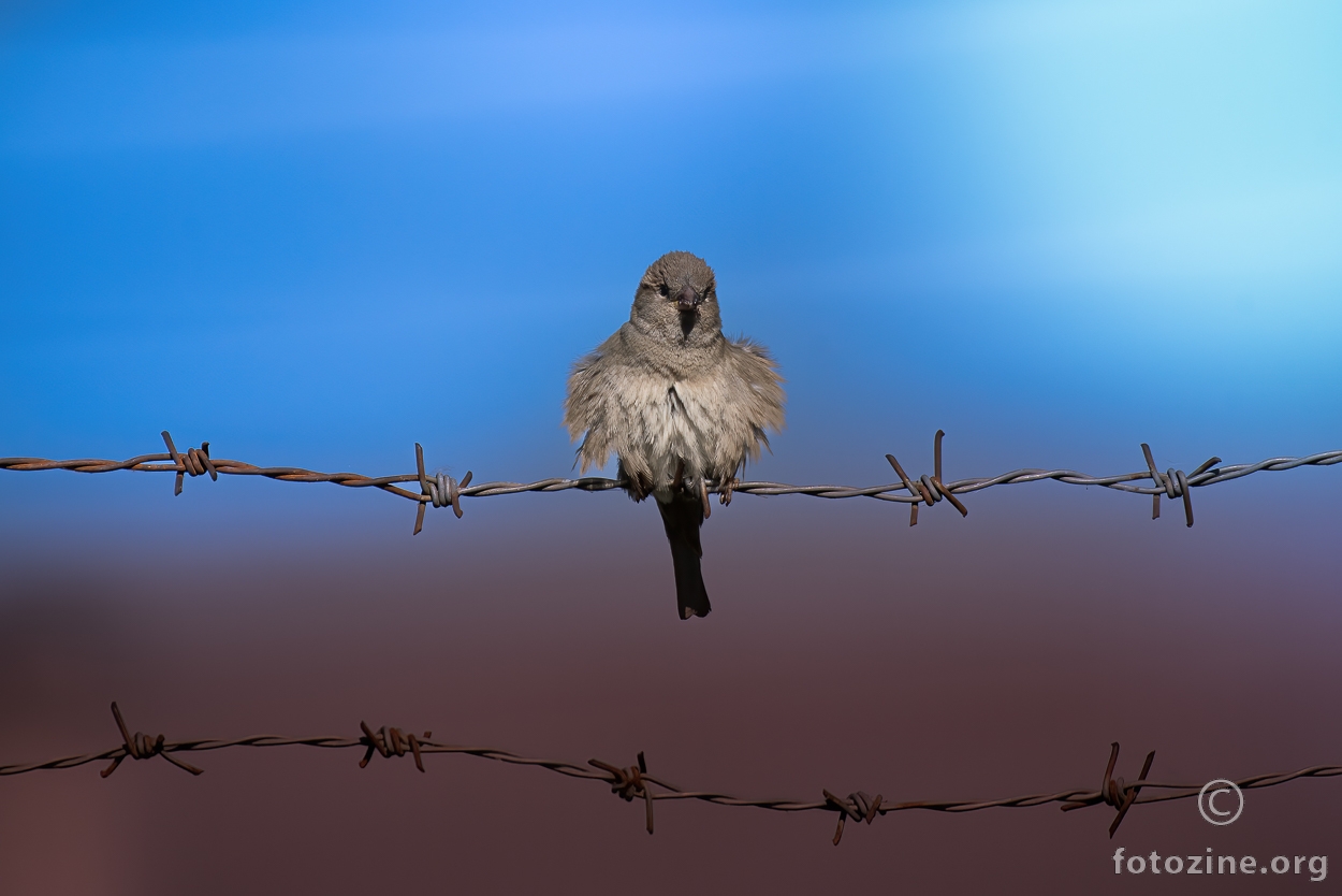 Razbarušena ptičica na žici