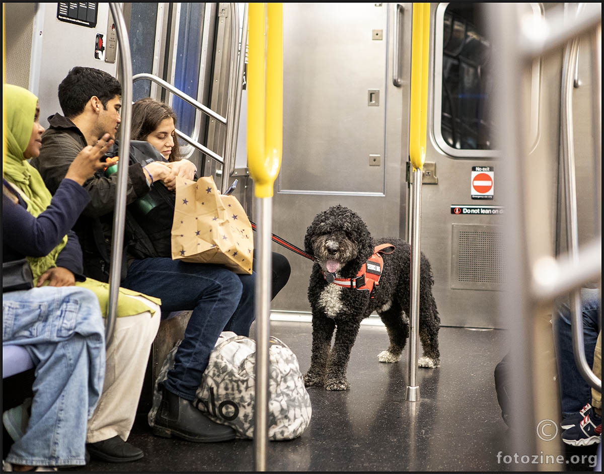 Service Dog