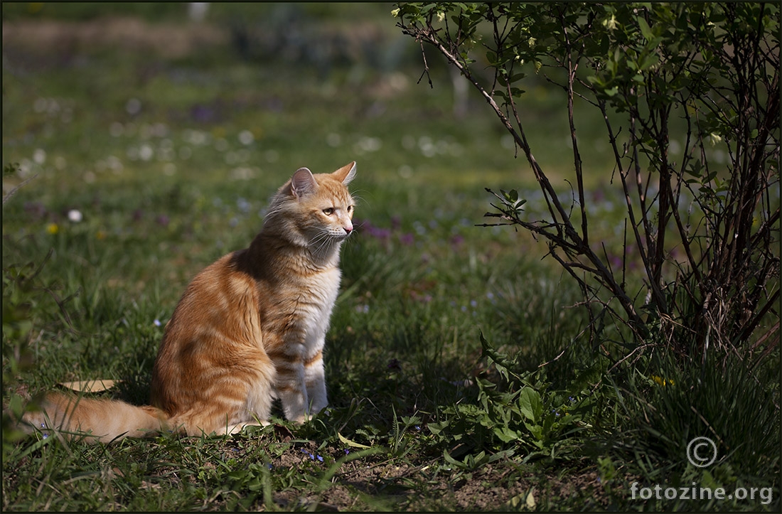 Žuti mačak ..