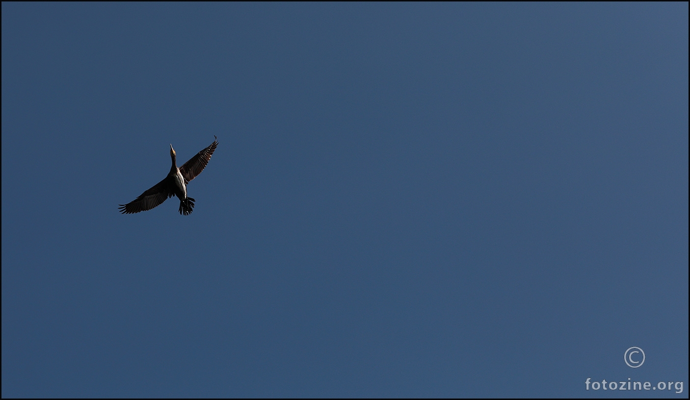 Leteći kormoran
