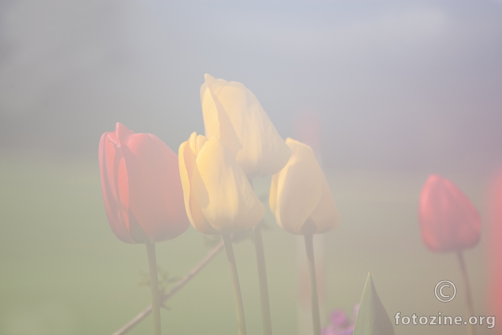 Tulipani u magli