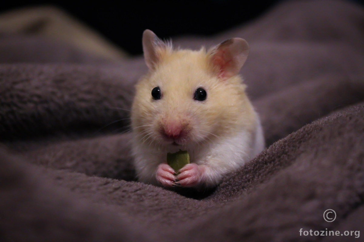 Hamster Bobi