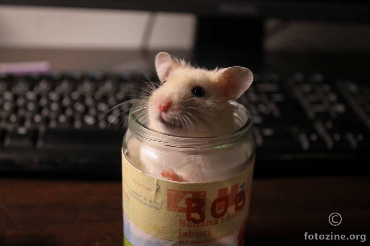 Hamster Bobi_2