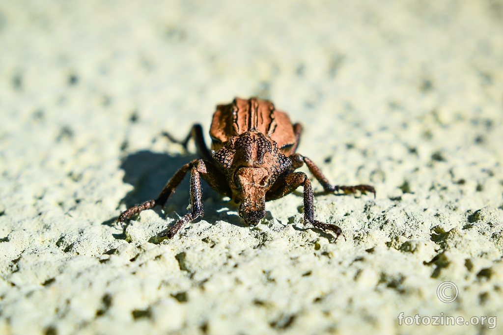 Lukovs pipa oliti Brachycerus undatus. 