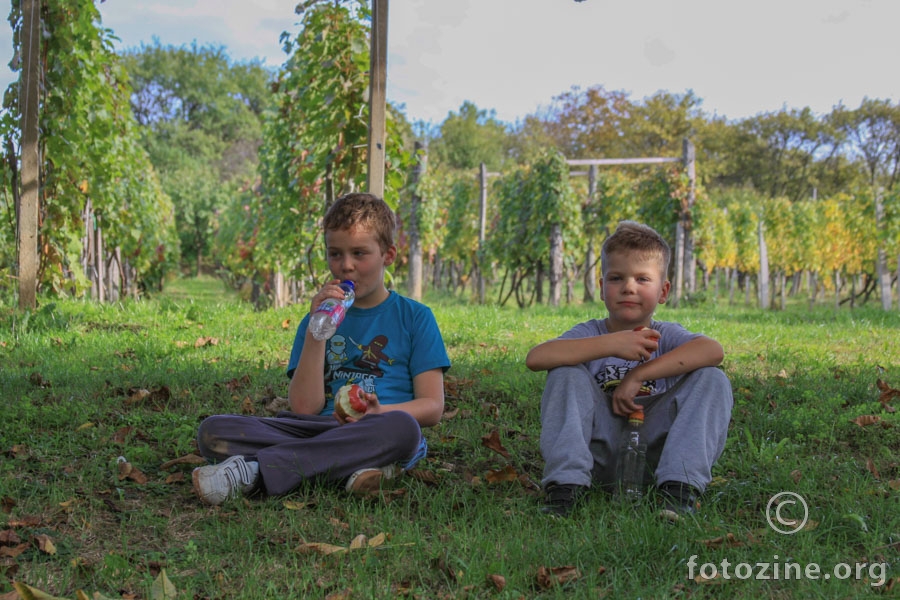 ZVONIMIR I PETAR U VINOGRADU