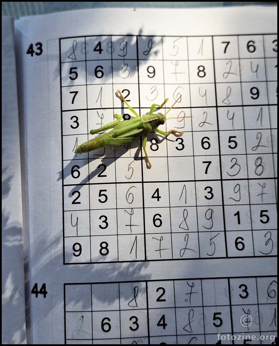 skakavac rješava sudoku