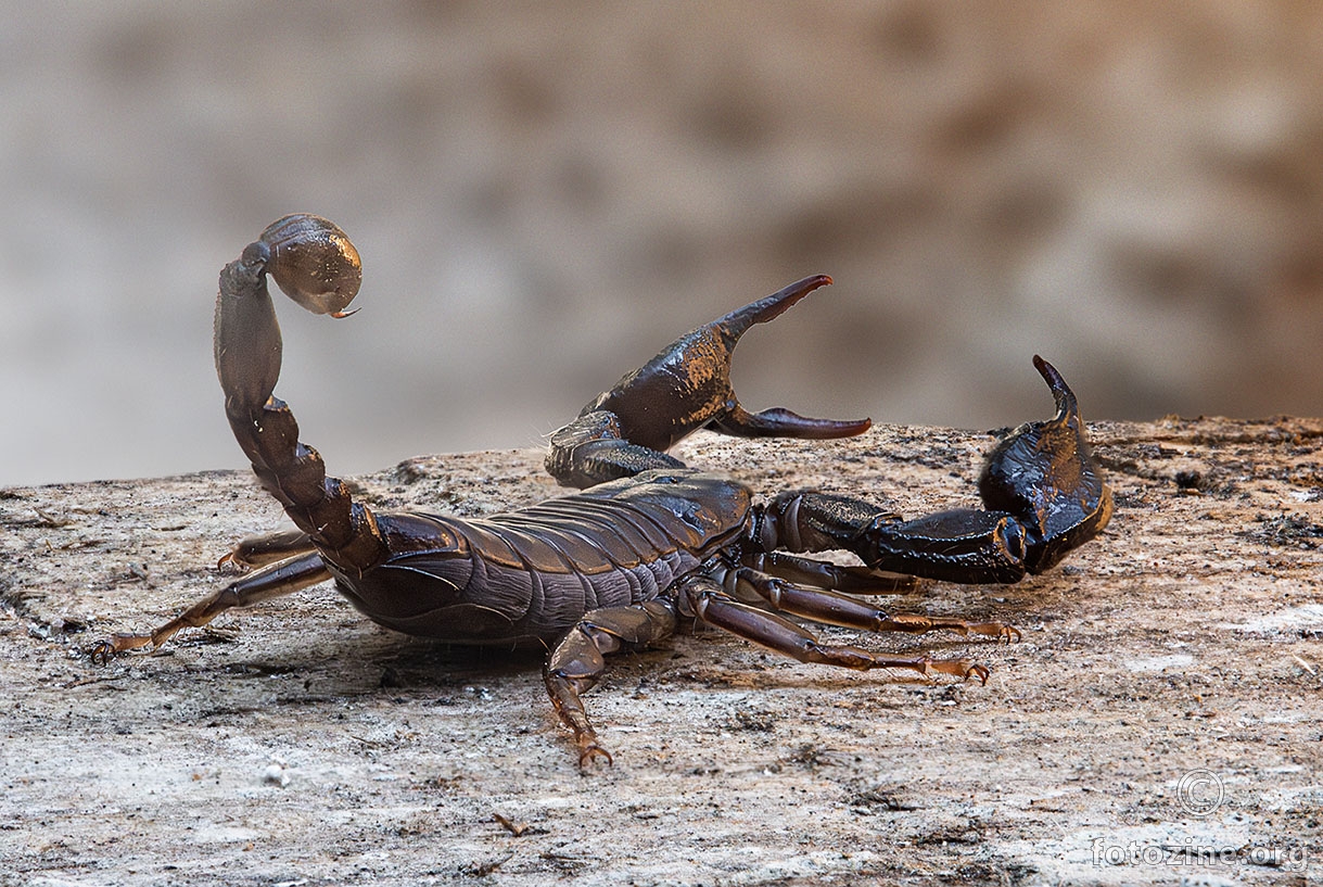 Euscorpius italicus