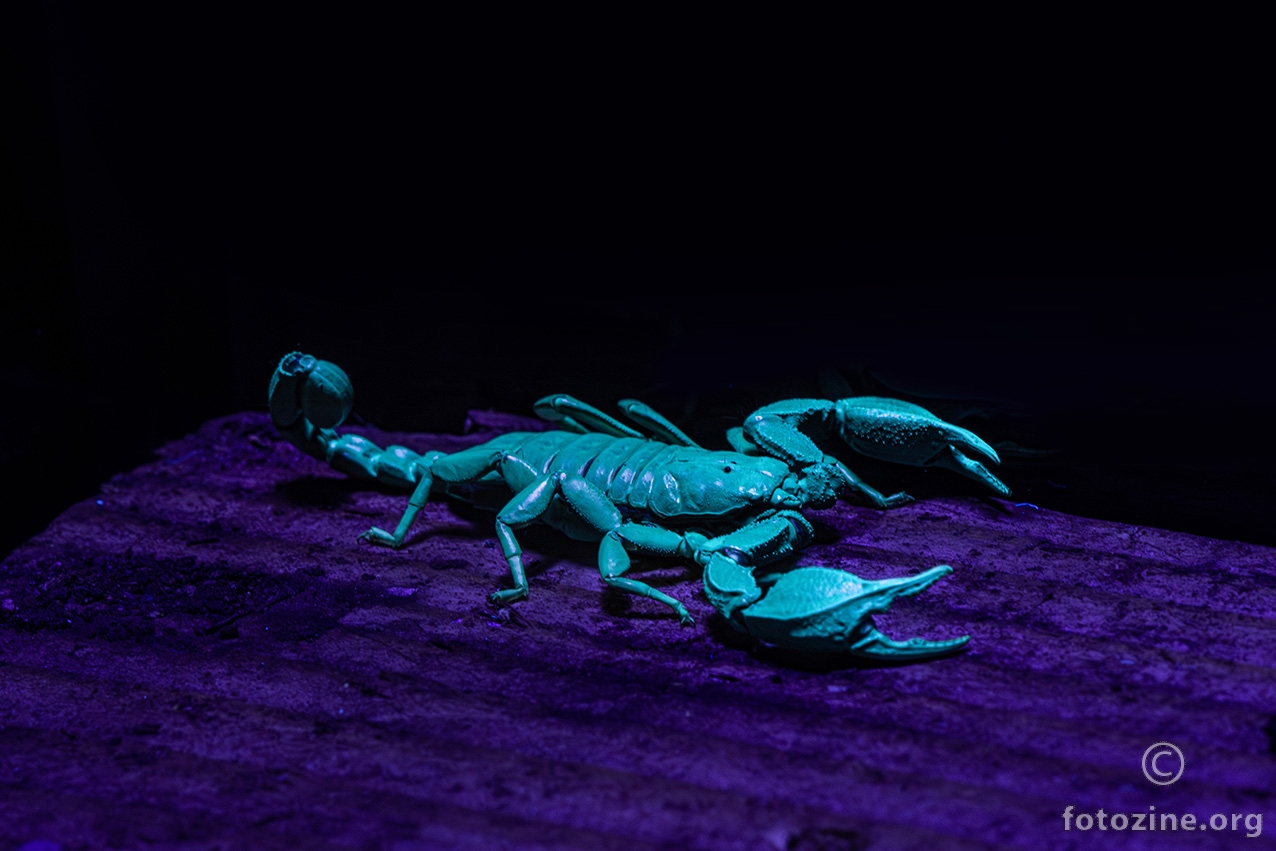 Euscorpius italicus... pod UV lampom