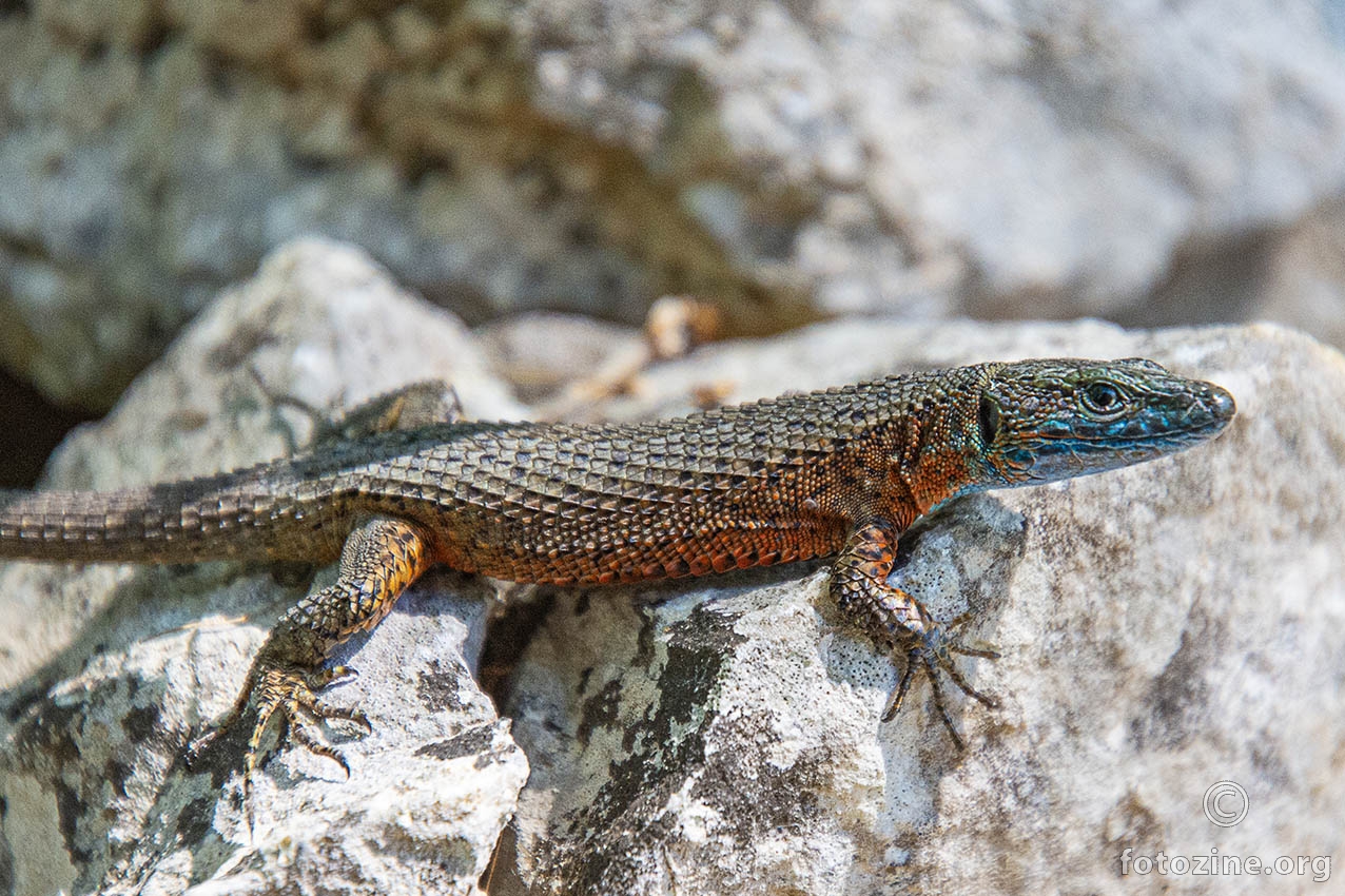 Mrki ljuskavi gušter: Algyroides nigropunctatus