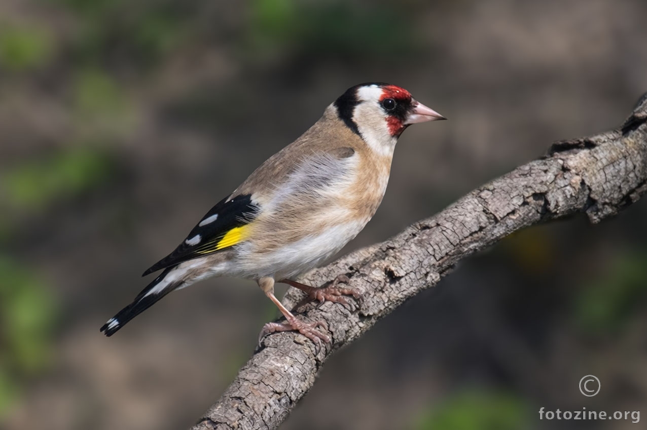 Češljugar (Carduelis carduelis)