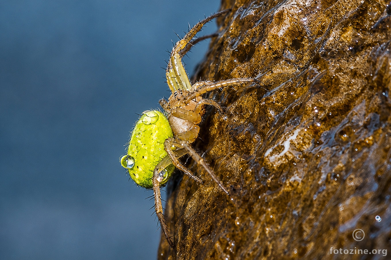 zeleni križar (Araniella cucurbitina)