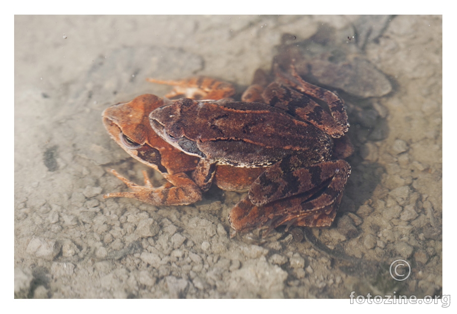 Rana temporaria - livadna smeđa žaba