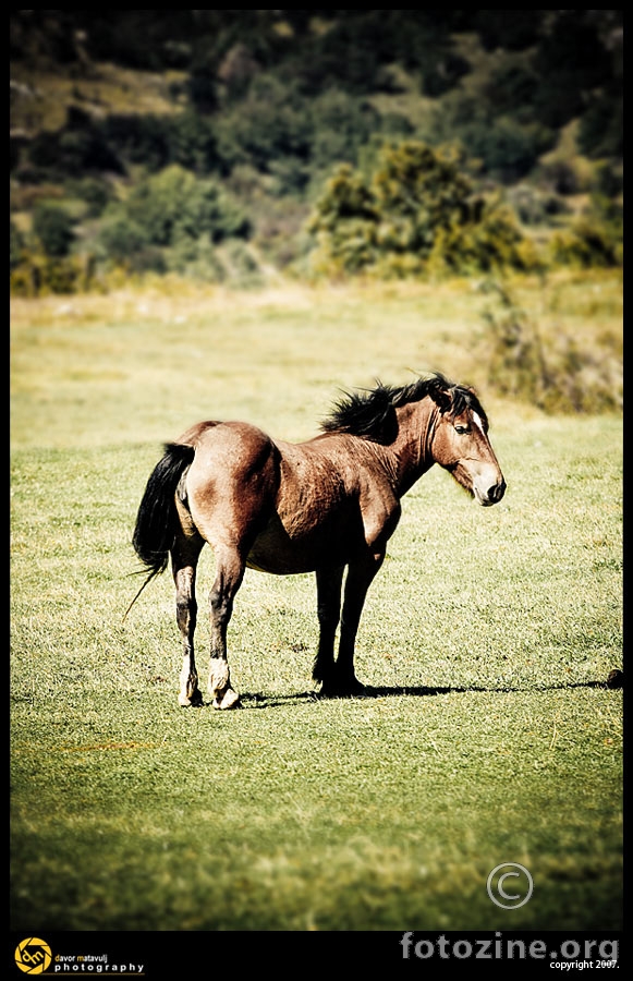 Wild hors