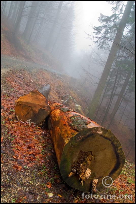 Lokvarsko Drvo