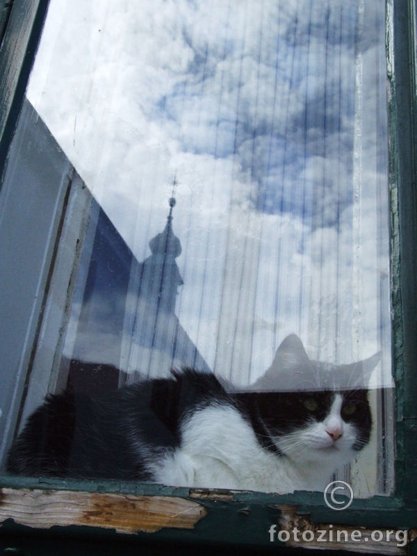Mačka u prozoru