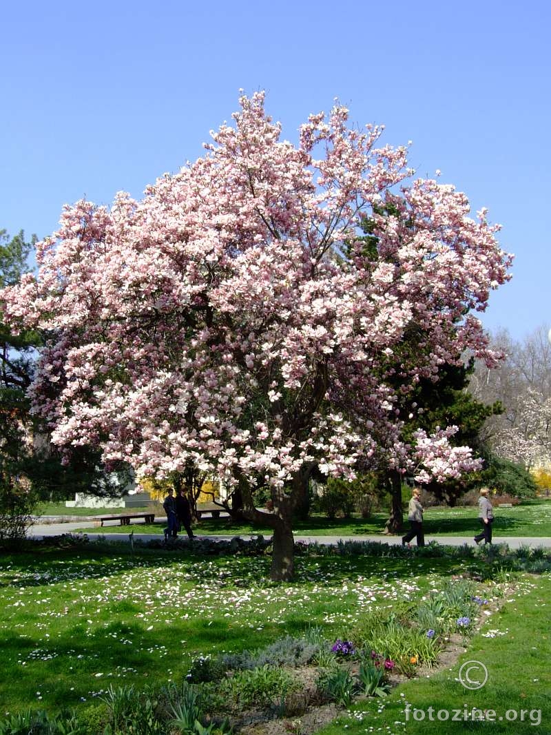 Raskoš magnolije II