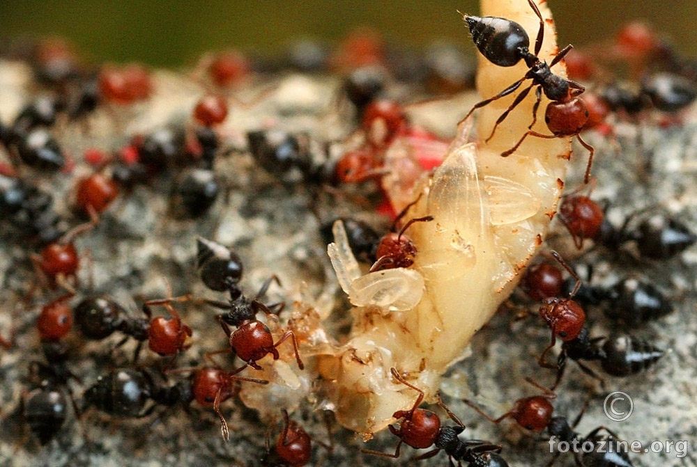 Mravi ubice