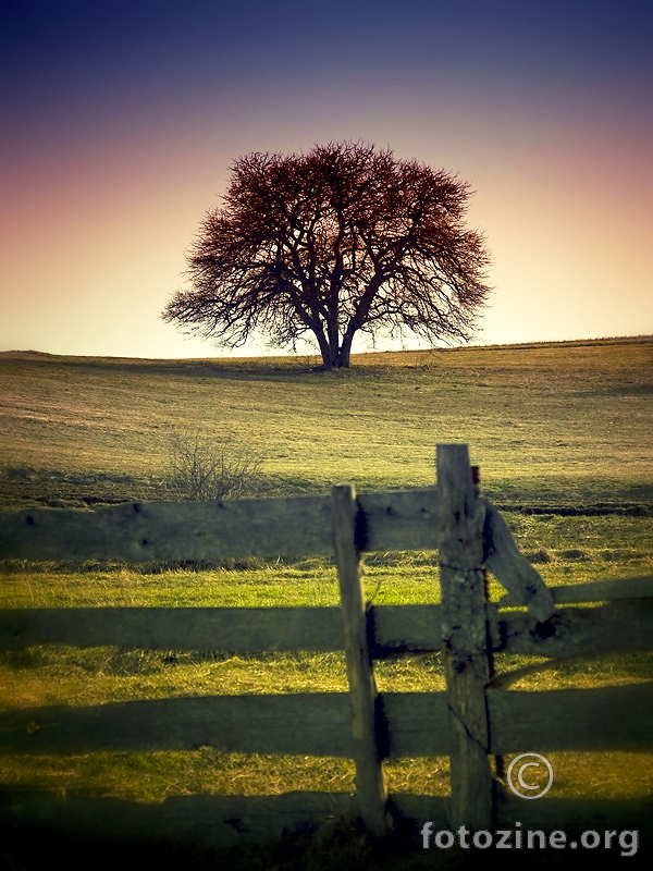 dream tree