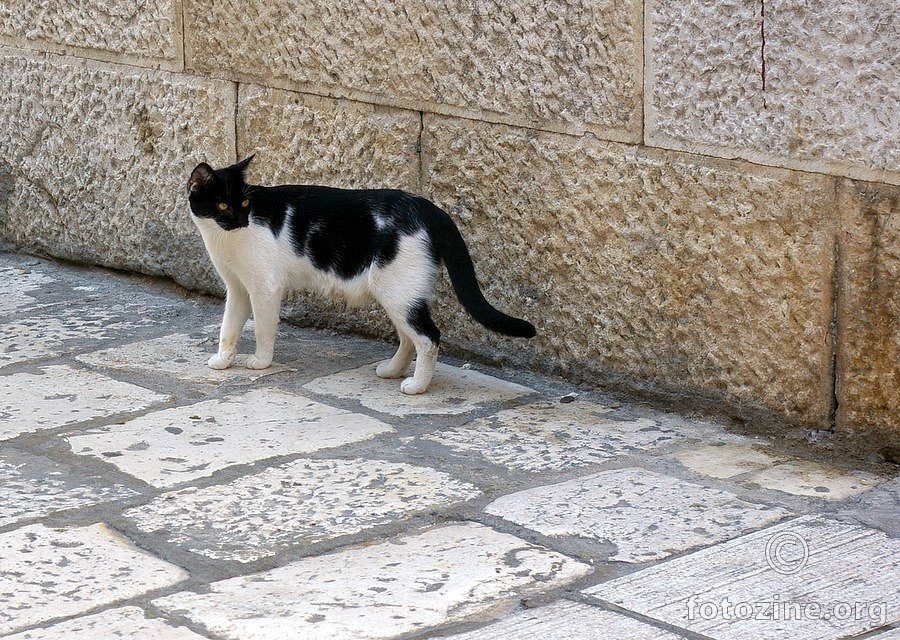 Trogirska mačka