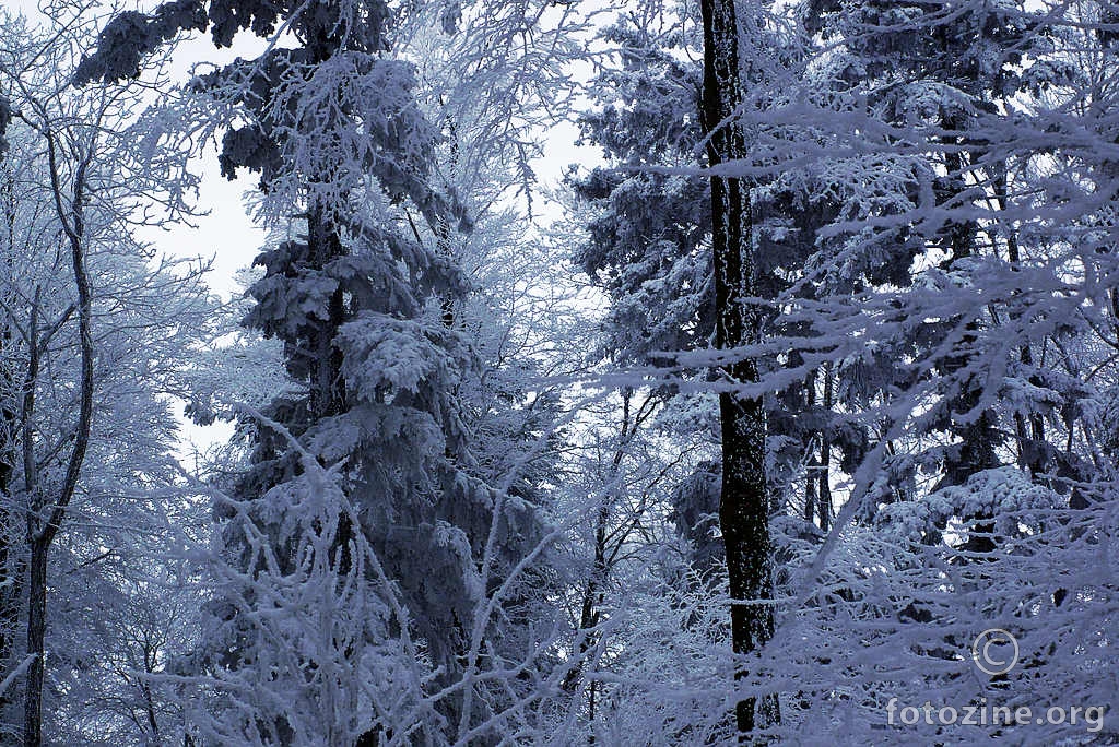 Zimska šumska čarolija