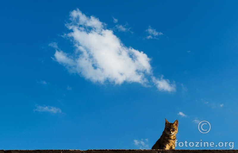 Mačka na vrućem betonskom krovu