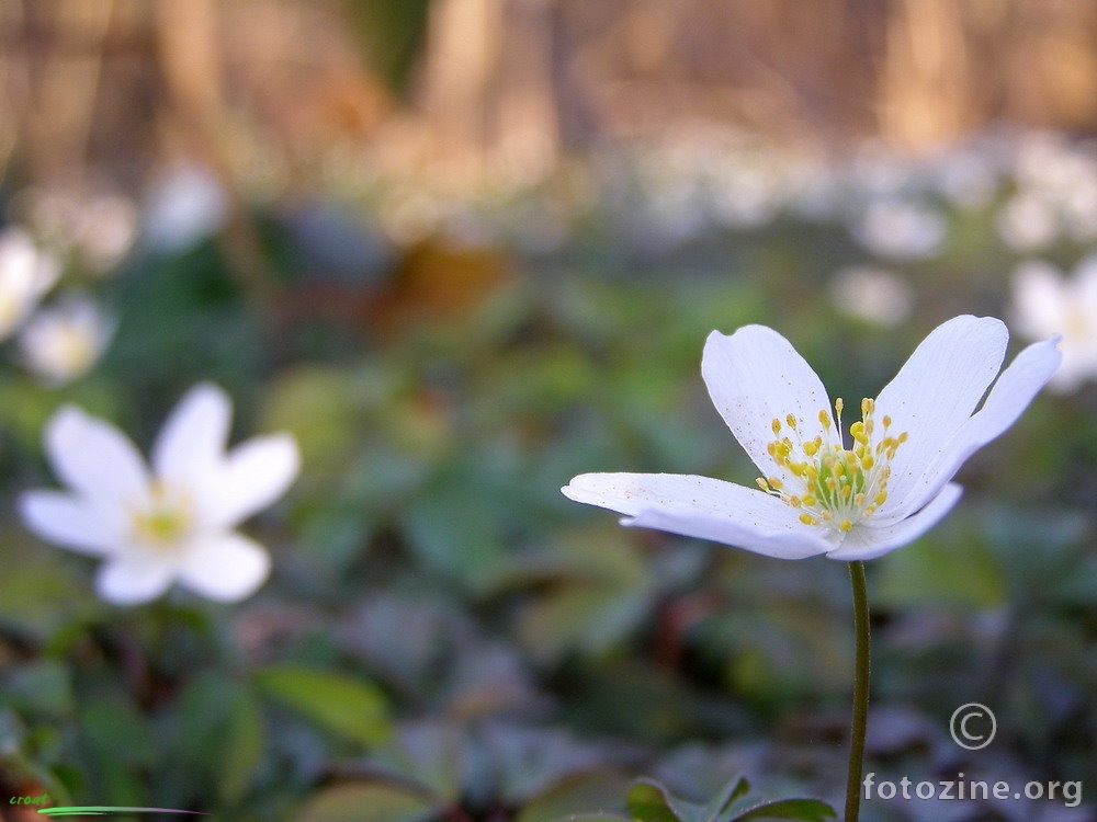 Bijeli cvijetak