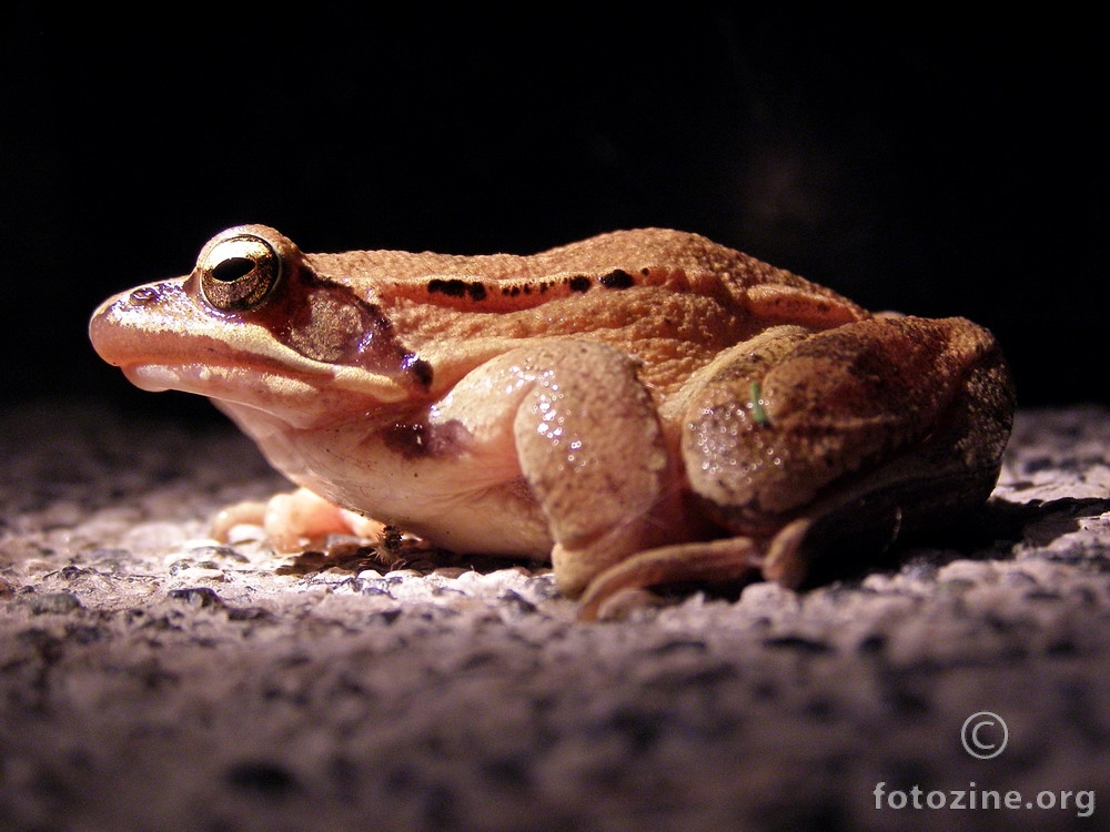 Noćna žaba