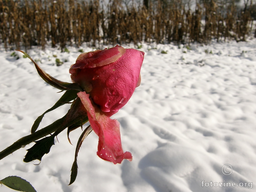 Ruža i snijeg