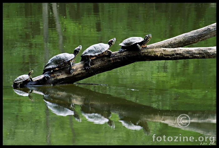 ninja turtles