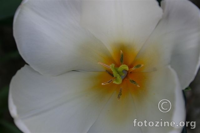bijeli tulipan