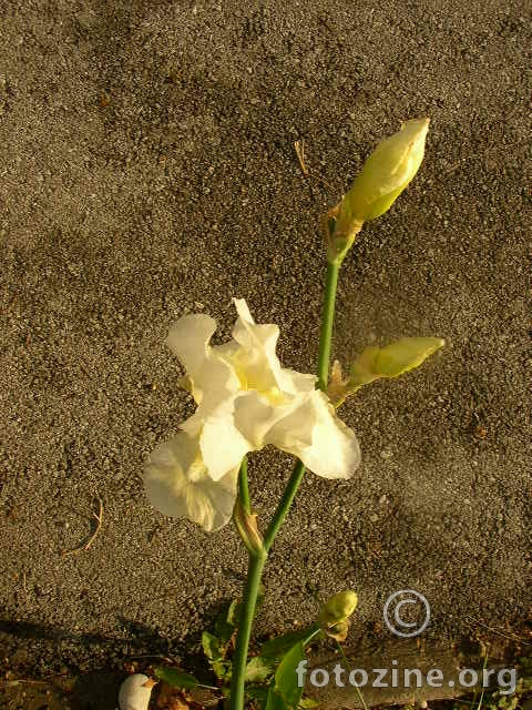 Bijeli iris