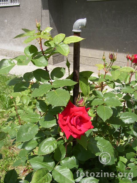 vodoinstalaterka ruža