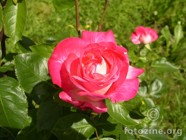 ružičasta ruža