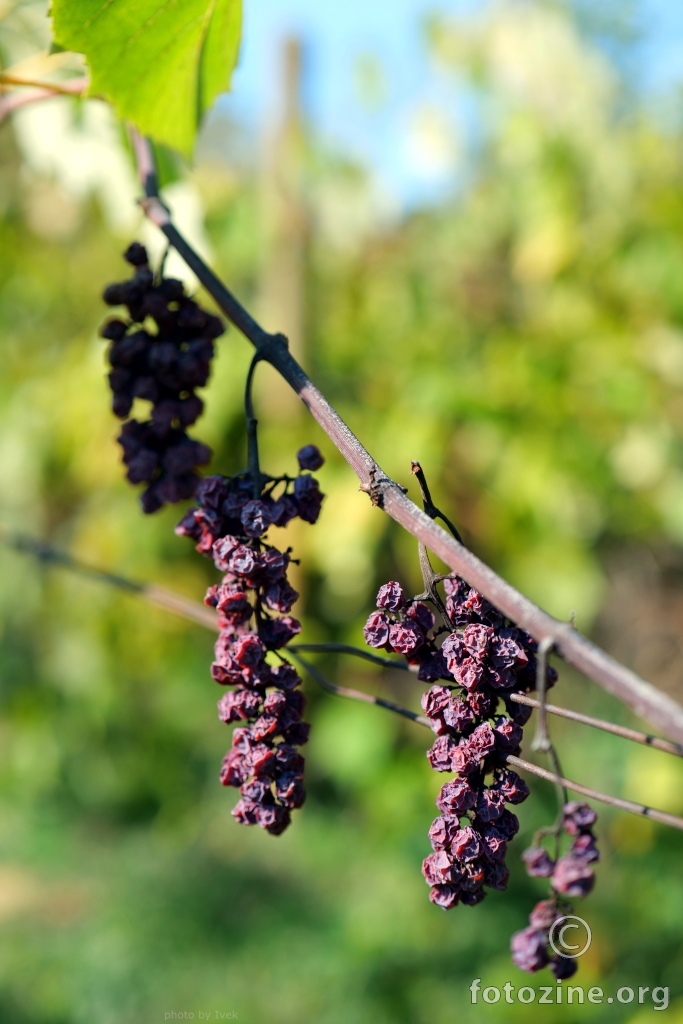 vinogradska