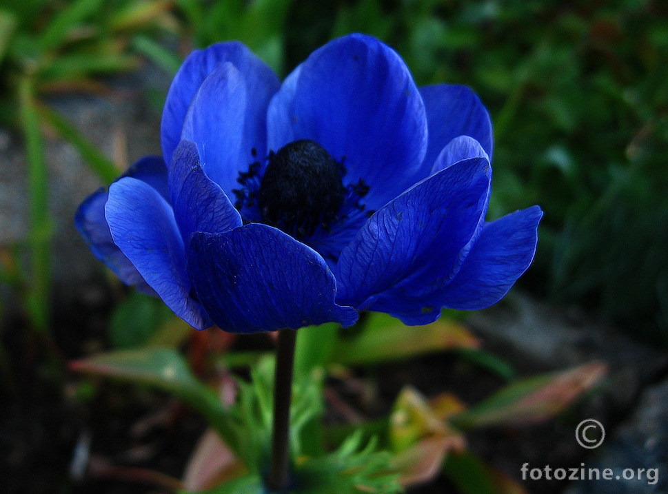 plavi cvijet