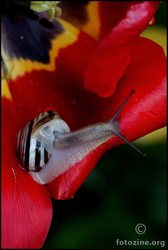 Puž na tulipanu