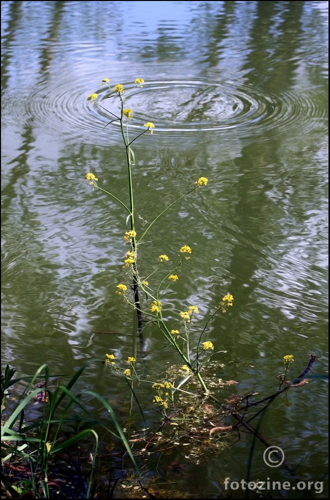 cvijet u vodi