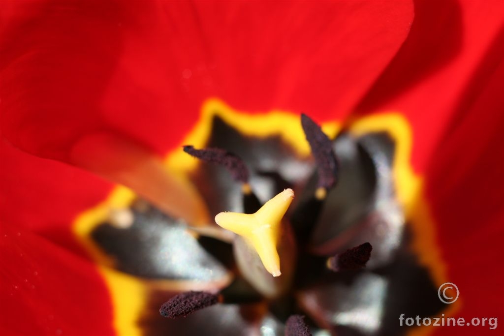 Tulipan inside