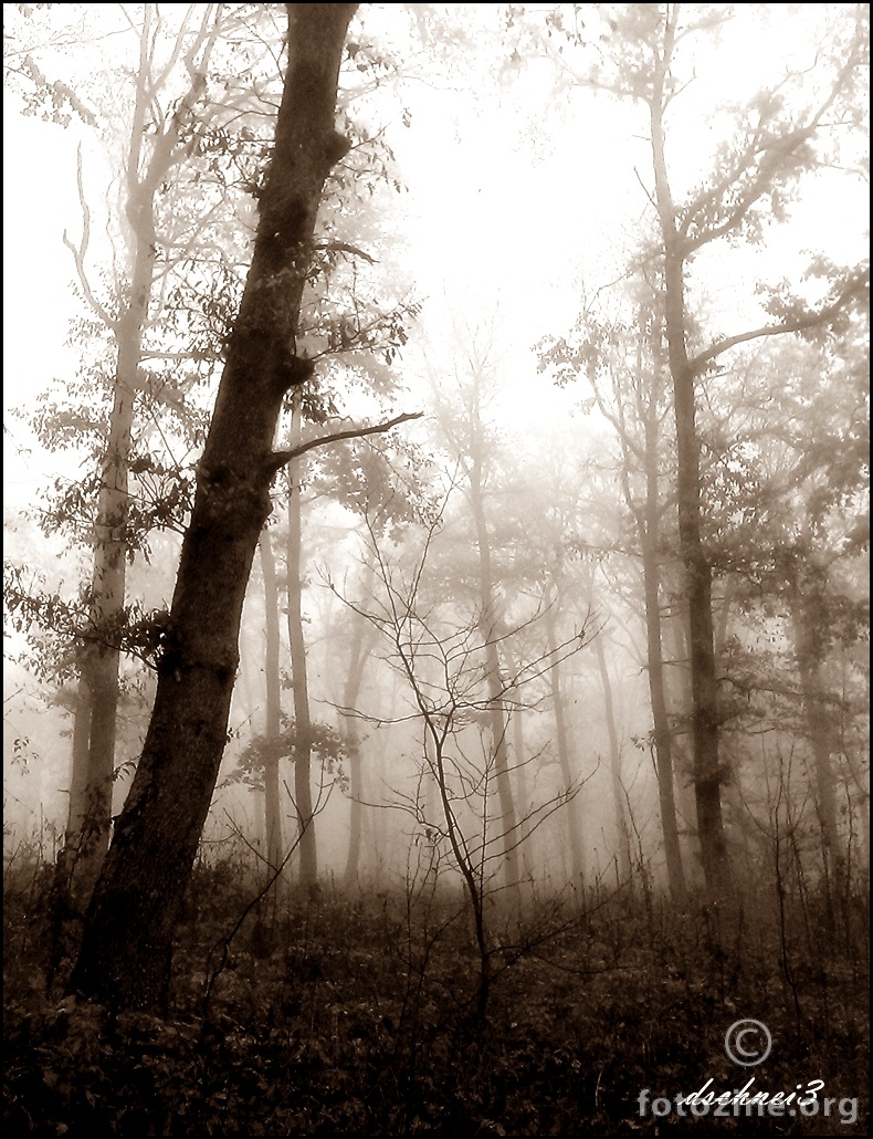  šuma u magli