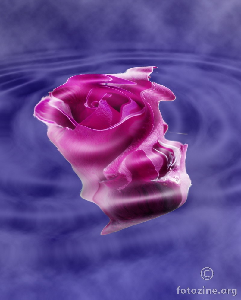 Vodena ruža......