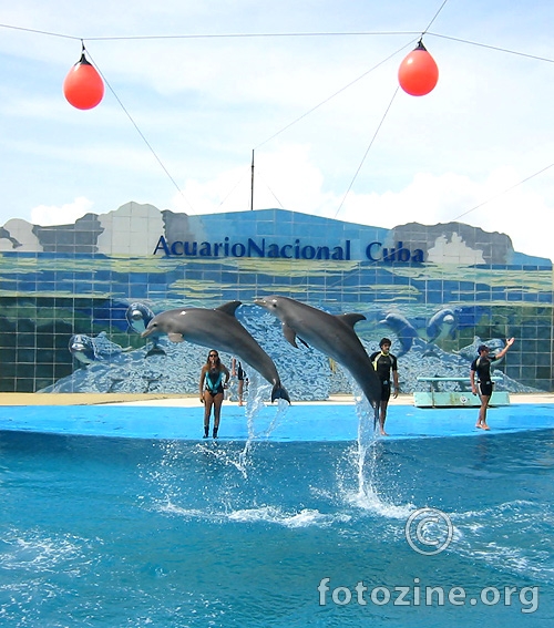 Delfini u Nacionalnom akvarijumu
