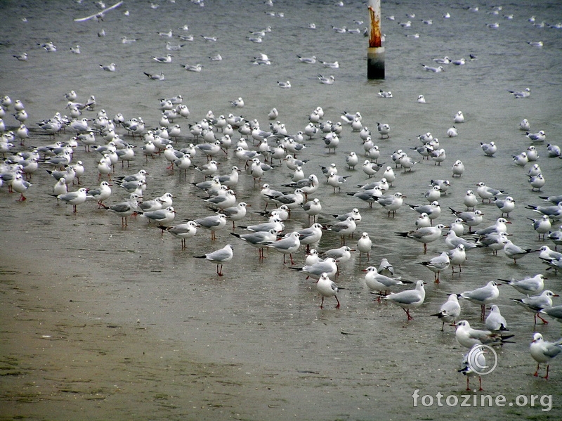 galeb livingstoni