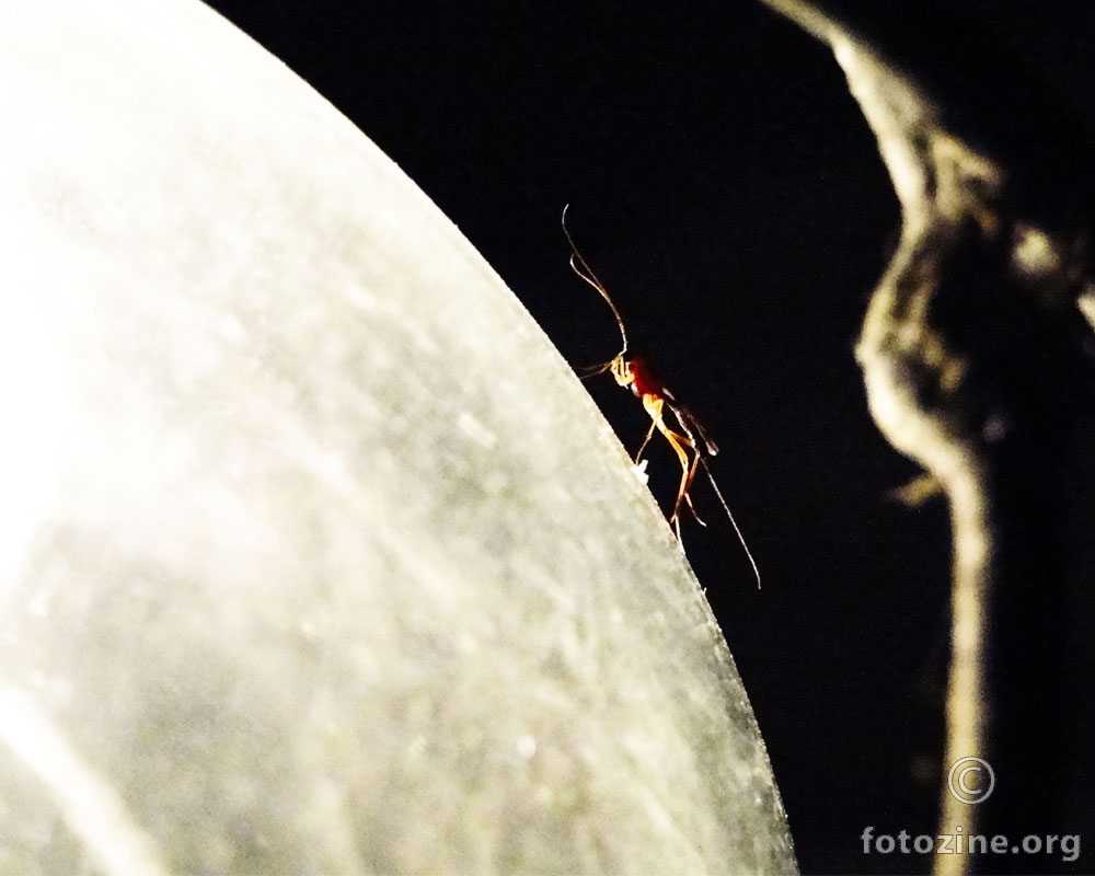 bug on the moon