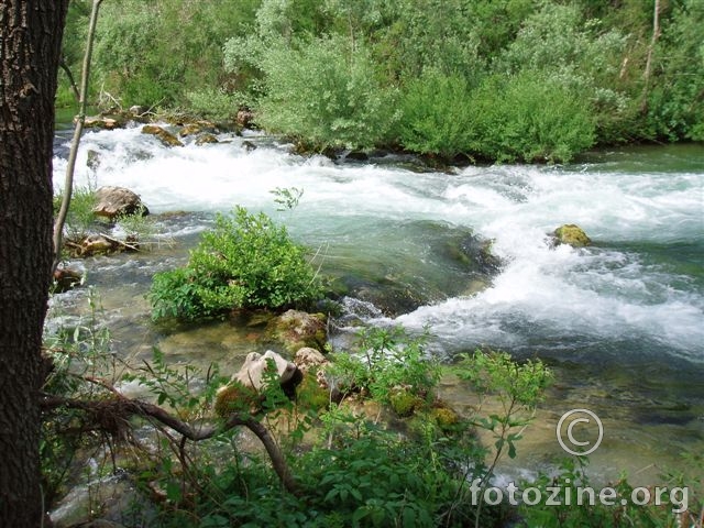 cetina