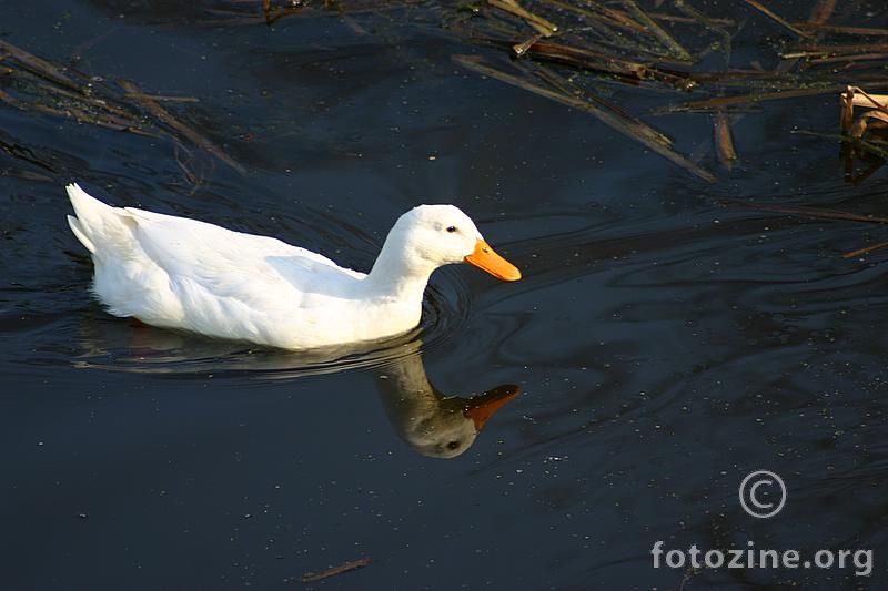 pliva patka preko Bosuta