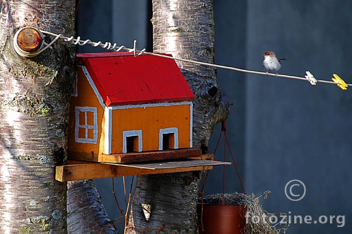 Birdy