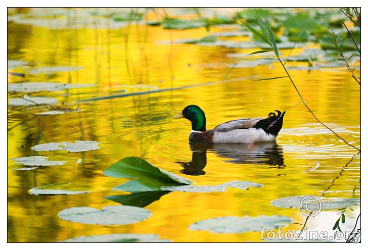 Zlatna patka