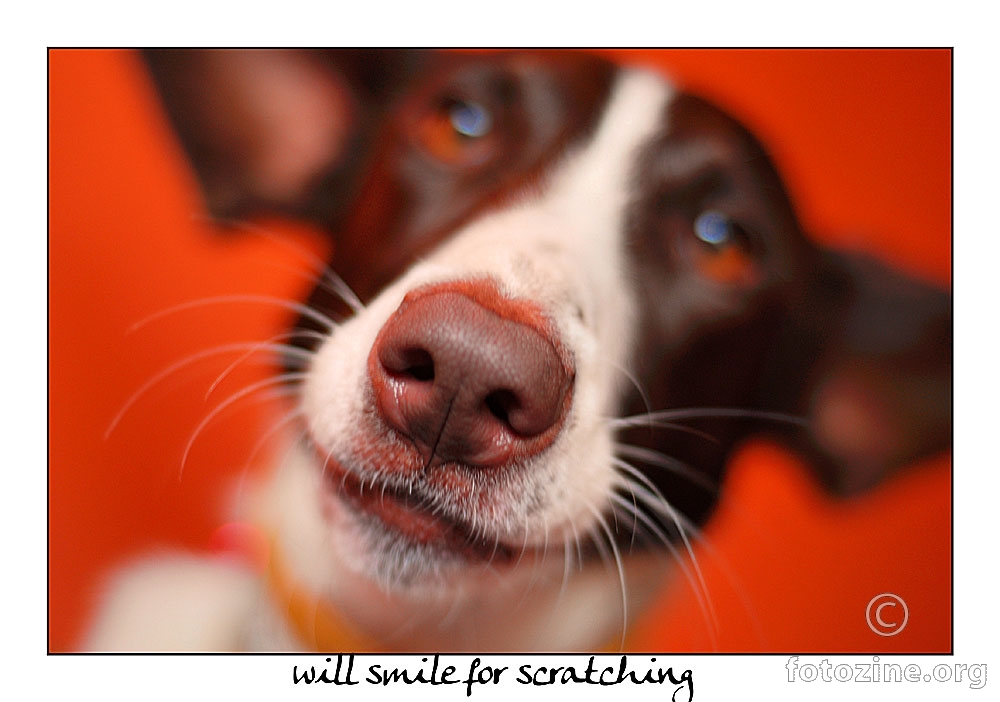will smile for scratching 