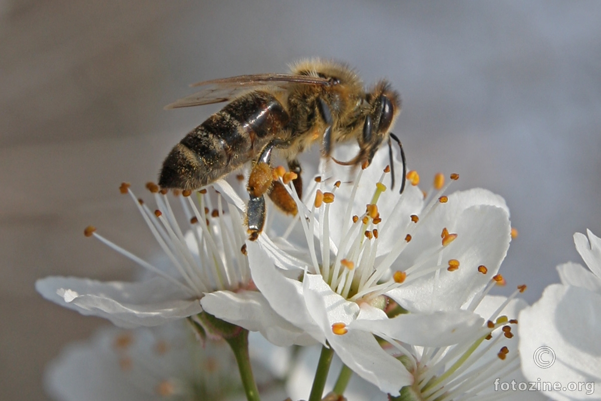cvjet i pčela