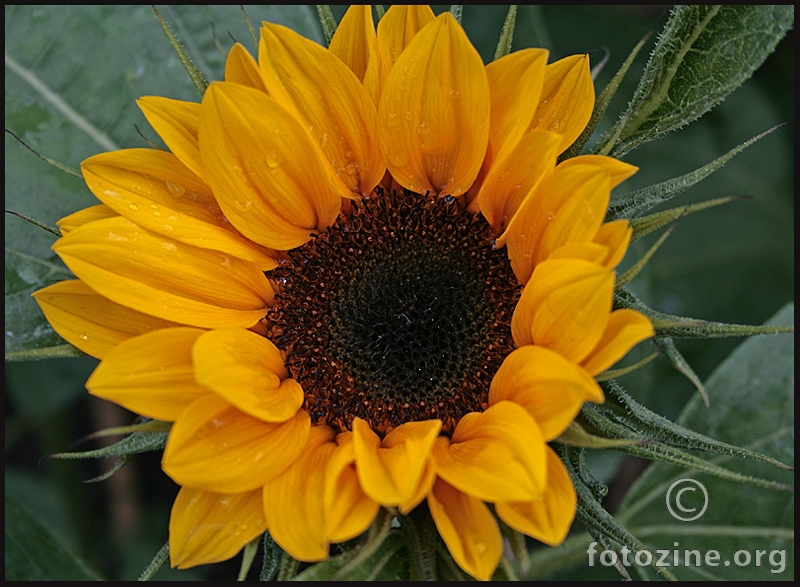 sunce